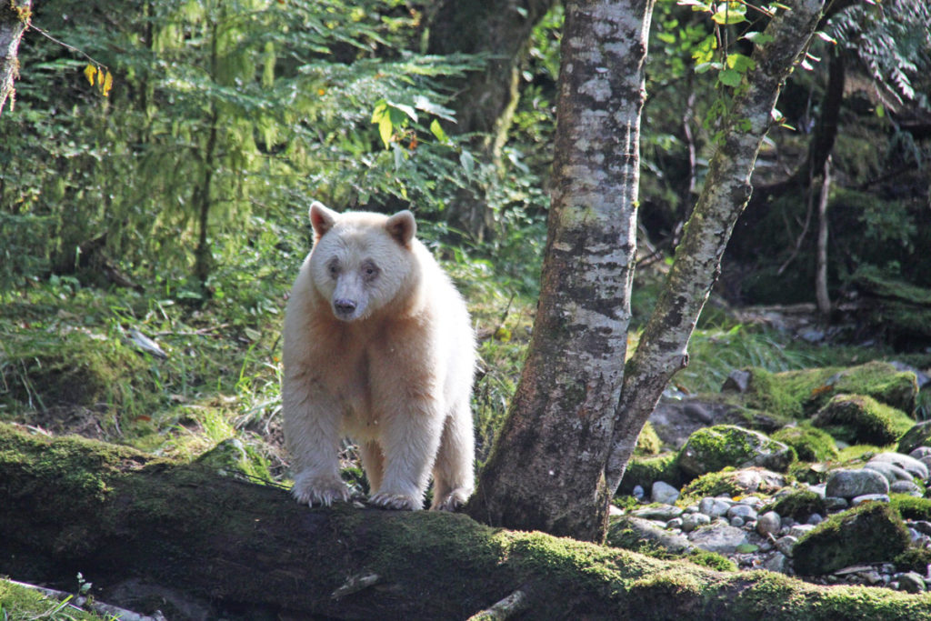 Protecting the Great Bear Rainforest